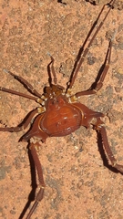 Krateromaspis dilatata
