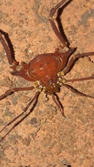 Krateromaspis dilatata