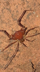 Krateromaspis dilatata