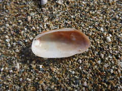 Barbatia barbata