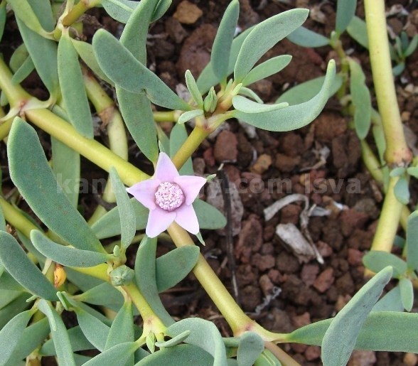 Sesuvium portulacastrum image