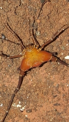 Krateromaspis dilatata