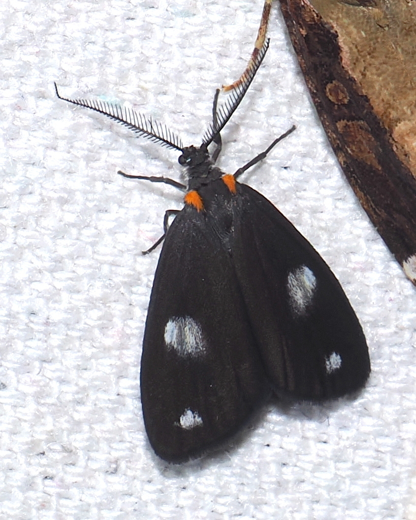 Nebulosa inaequiplaga