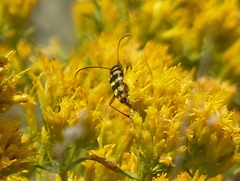 Lepturini