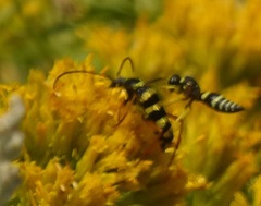 Lepturini