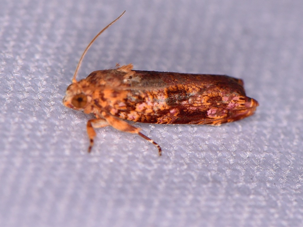 Episimus caveatus