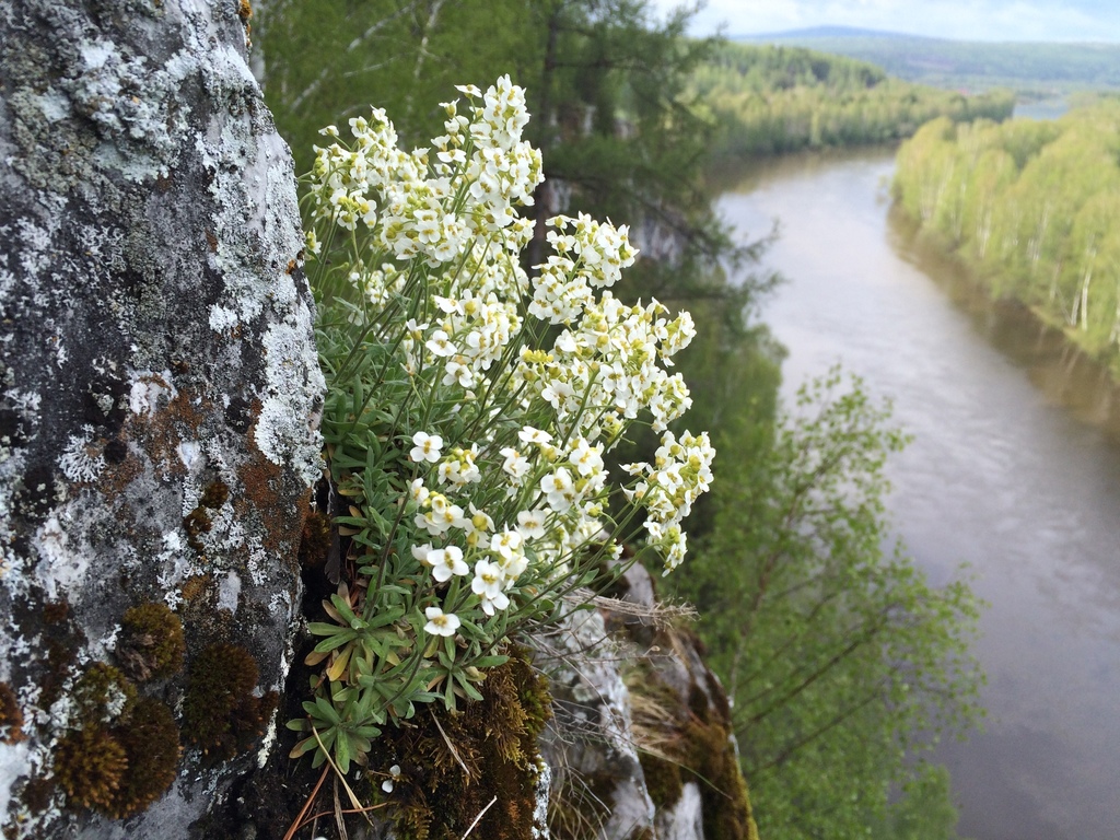 Schivereckia podolica