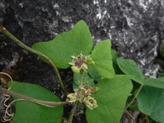 Passiflora sexflora
