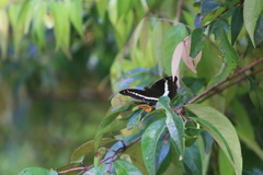 Bassarona teuta
