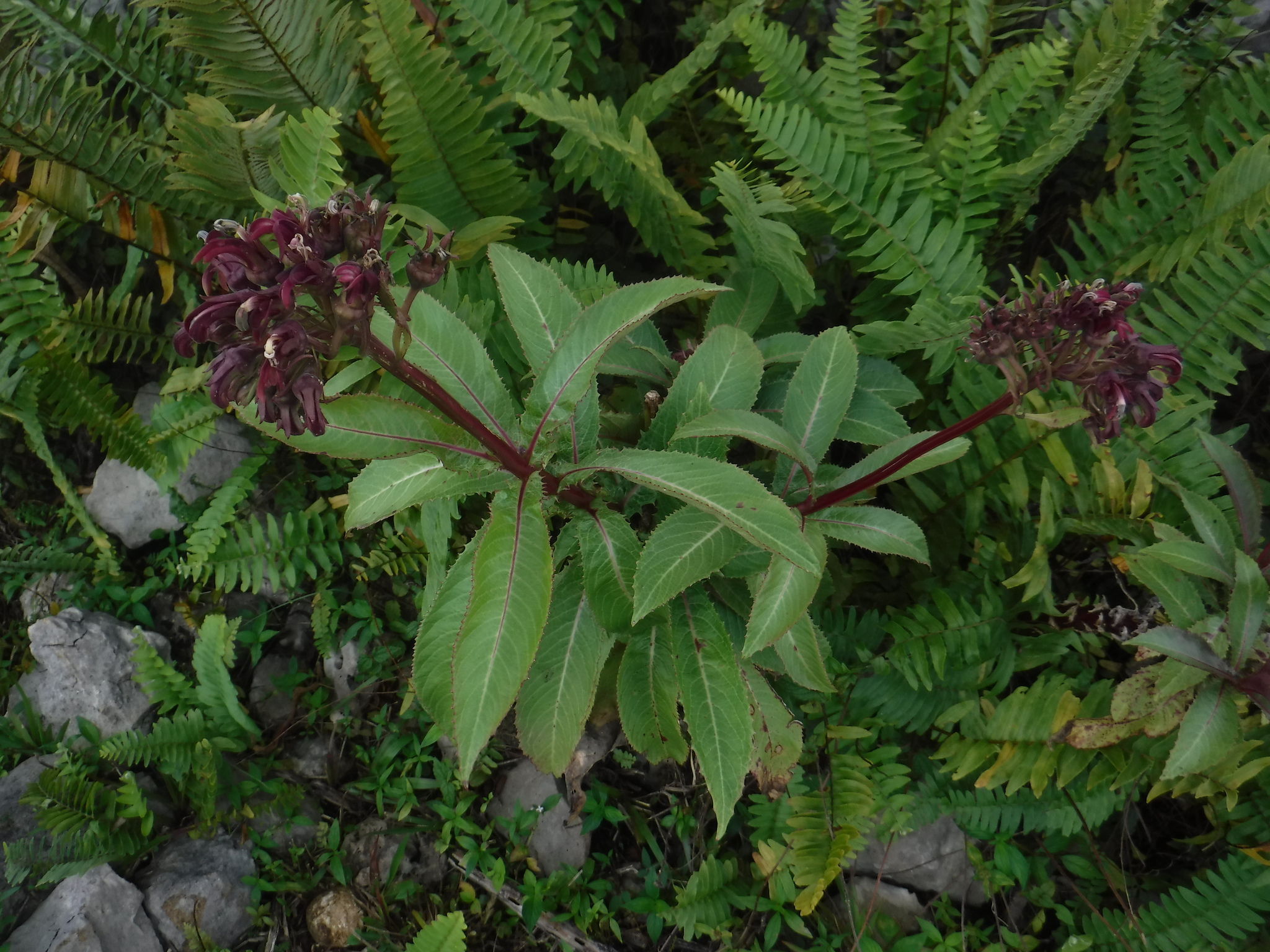 Lobelia robusta