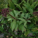 Lobelia robusta