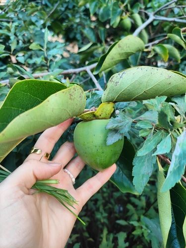 Pomikaki (Diospyros kaki)