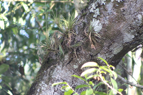 Tillandsia tenuifolia, photograph 6