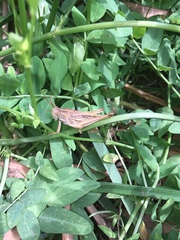 Schistocerca cancellata