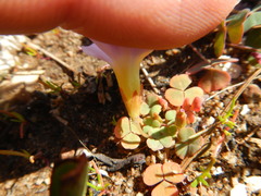Oxalis inaequalis