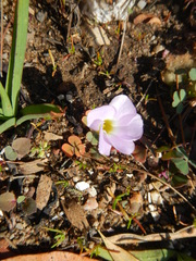 Oxalis inaequalis