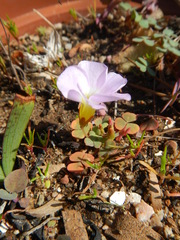 Oxalis inaequalis