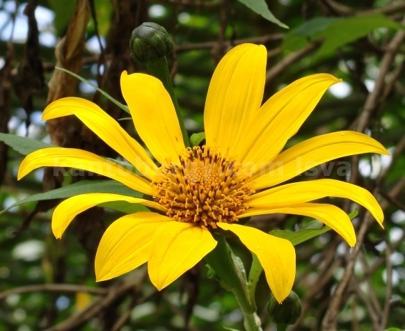Tithonia diversifolia image
