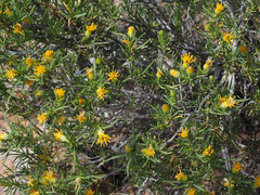 Pteronia pallens