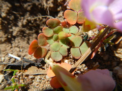 Oxalis inaequalis