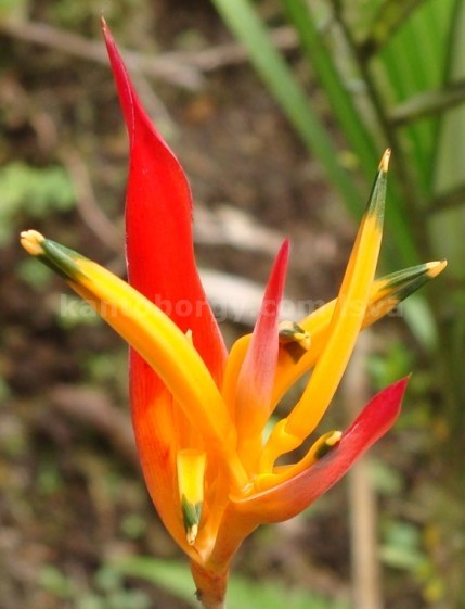 Heliconia psittacorum image