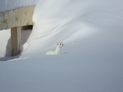 Mustela