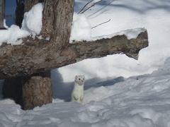 Mustela