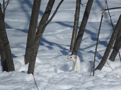 Mustela