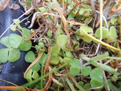 Oxalis inaequalis