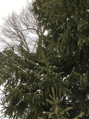 Picea glauca glauca