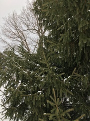 Picea glauca glauca