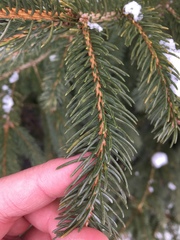 Picea glauca glauca