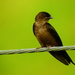 White-thighed Swallow - Photo (c) Edwin Múnera Chavarría, some rights reserved (CC BY-NC), uploaded by Edwin Múnera Chavarría