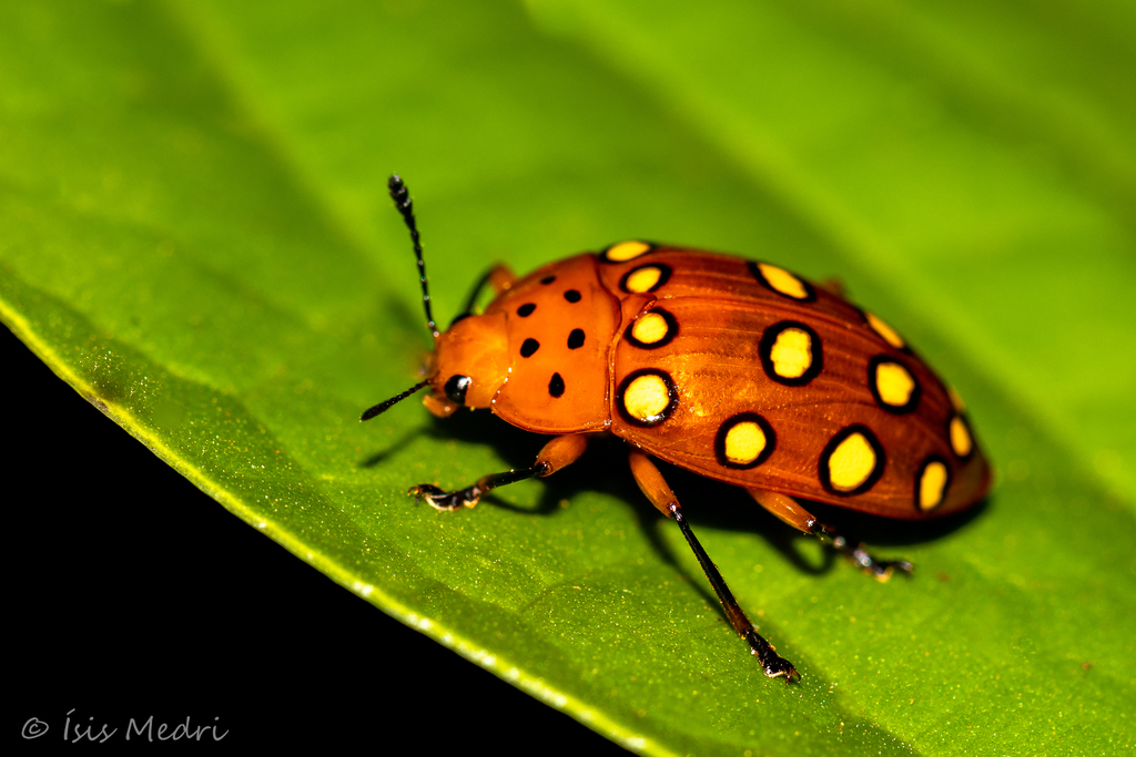 Erotylini