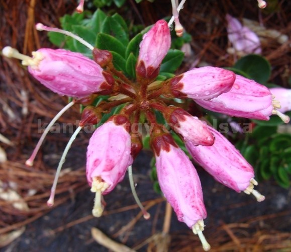 Bejaria image