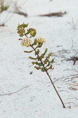 Asclepias curtissii