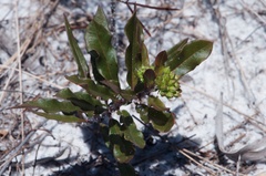 Asclepias curtissii