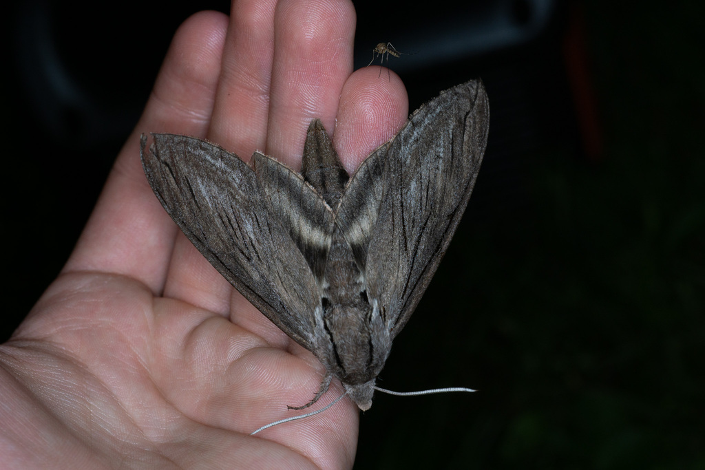 Great Ash Sphinx from Nobleboro, ME, USA on July 26, 2023 at 08:50 PM ...