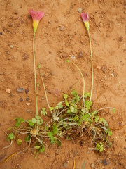 Oxalis inaequalis