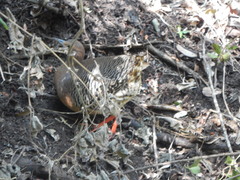 Crypturellus cinnamomeus