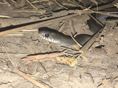 Natriciteres olivacea