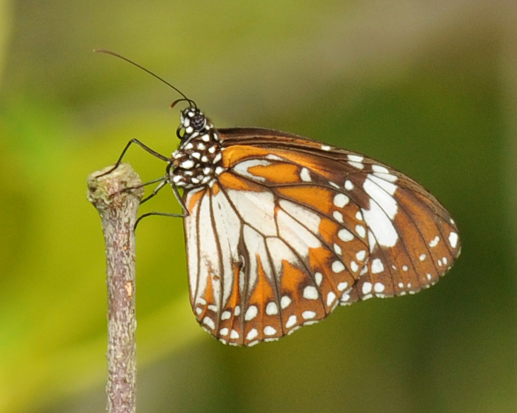 Swamp Tiger Butterfly