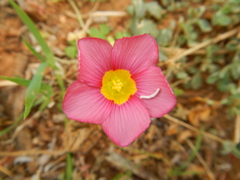 Oxalis inaequalis