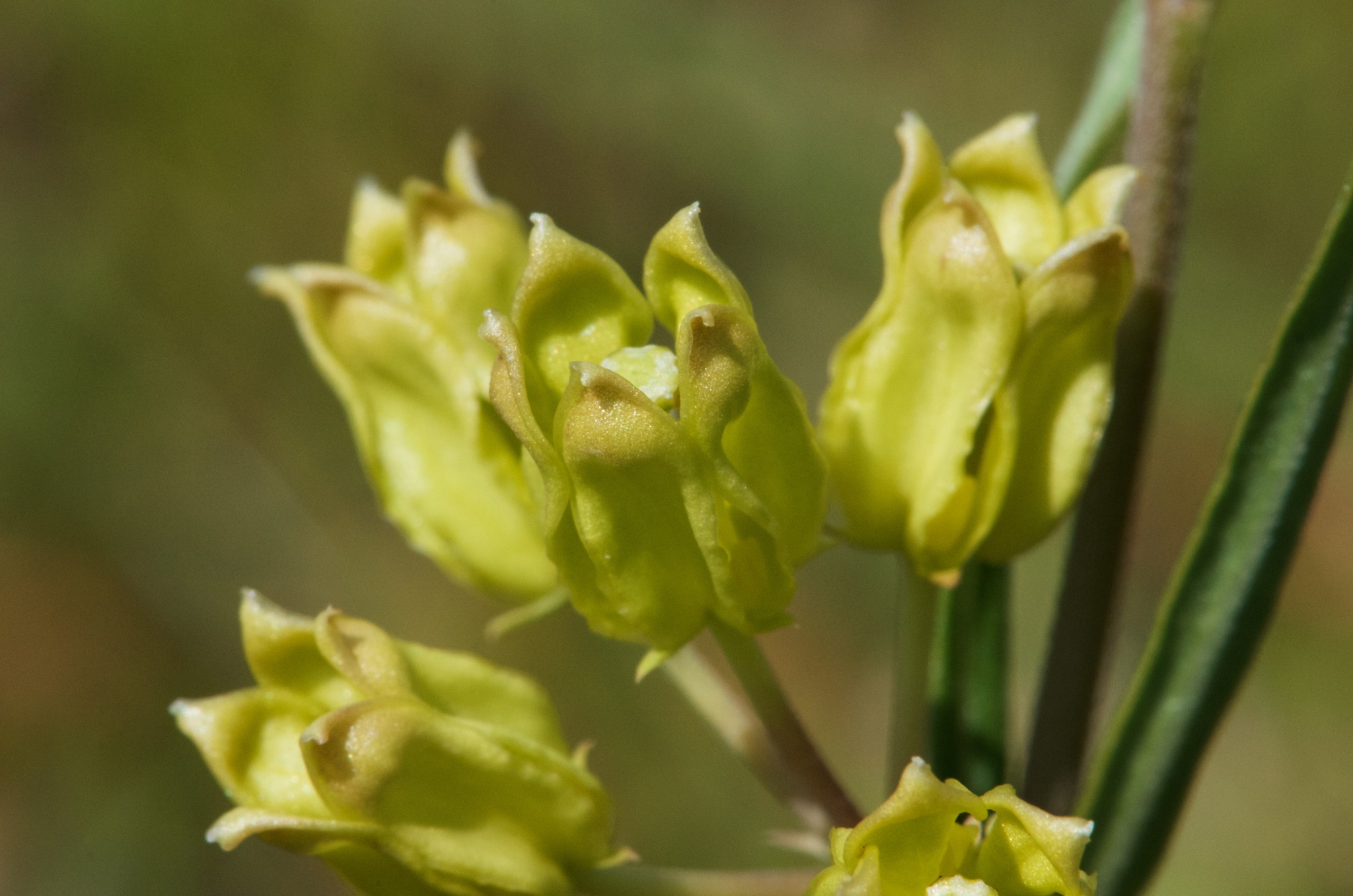 Asclepias pedicellata
