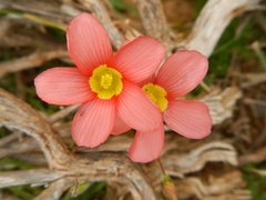 Oxalis inaequalis