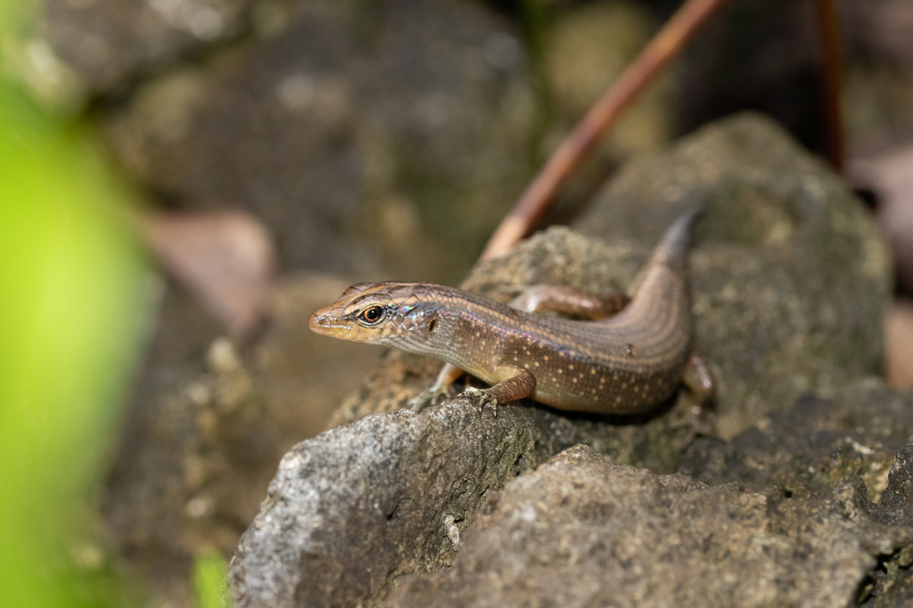 Bellona Skink