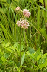 Asclepias rubra