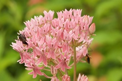 Asclepias rubra