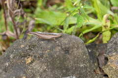 Bellona Skink photo 4