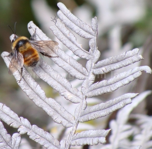 Bombus hortulanus image